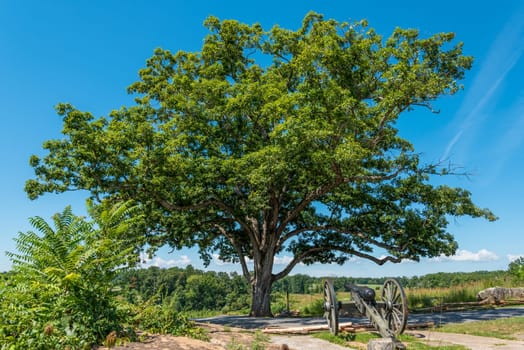 Canon beneath an old beautiful tree in Gettysburg, USA