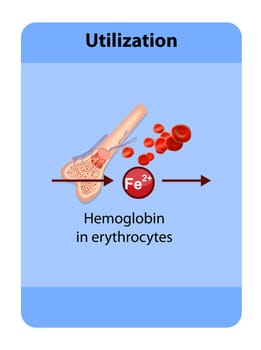 iron distribution in the body, iron deposition, utilization, bone marrow, red blood cells, blood dye, macrophages, iron deposition, transferrin, 2d and 3d graphics