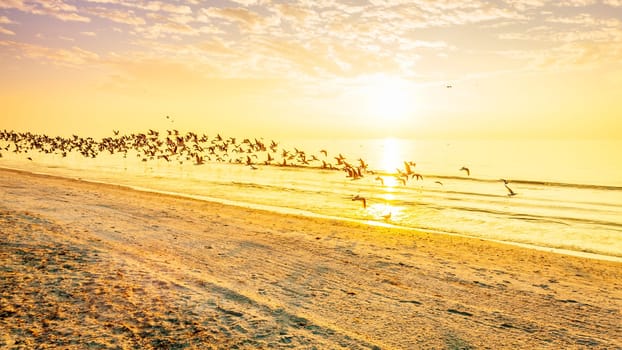 A flock of seagulls flying over a beach on the Gulf coast of Florida