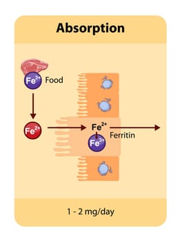 Iron absorption occurs primarily in the duodenum where dietary iron, both heme and non-heme, is absorbed by enterocytes and transported through the body via transferrin. Absorption is regulated by factors like hepcidin and influenced by dietary components. 2d illustration