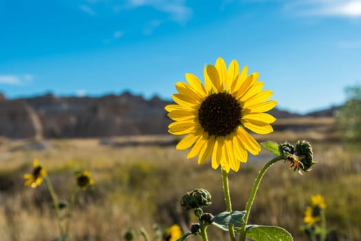 A wild sunflower growing in the Badlands National Park, USA