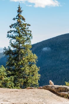 A little chipmunk posing nosy in the Rocky Mountains National Park, USA