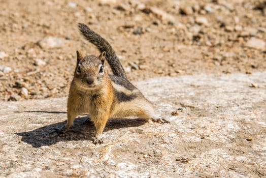 A little chipmunk posing nosy in the Rocky Mountains National Park, USA