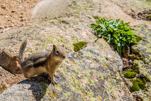 A little chipmunk posing nosy in the Rocky Mountains National Park, USA