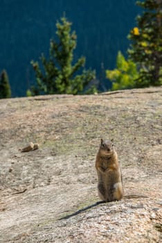 A little chipmunk posing nosy in the Rocky Mountains National Park, USA