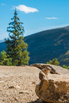 A little chipmunk posing nosy in the Rocky Mountains National Park, USA