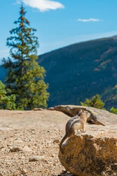 A little chipmunk posing nosy in the Rocky Mountains National Park, USA