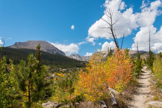 Colorful trees in autumn in the Rocky Mountain National Park, USA