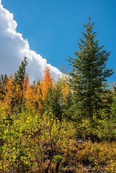 Colorful trees in autumn in the Rocky Mountain National Park, USA