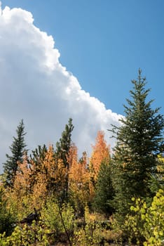 Beautiful autumn forest in Rocky Mountain National Park, USA