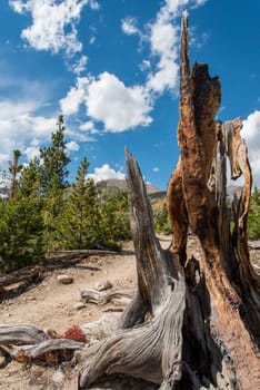 An old dead trunk with holes in the Rocky Mountain National Park, USA