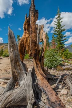 An old dead trunk with holes in the Rocky Mountain National Park, USA