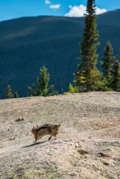 A little chipmunk posing nosy in the Rocky Mountains National Park, USA