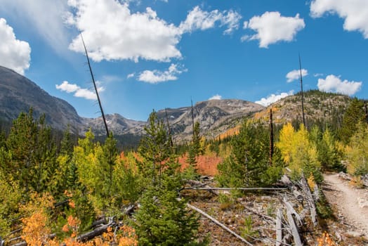 Beautiful autumn forest in Rocky Mountain National Park, USA