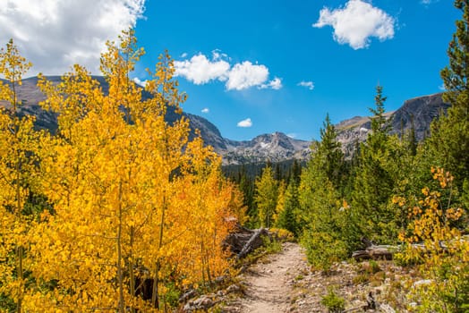 Beautiful autumn forest in Rocky Mountain National Park, USA