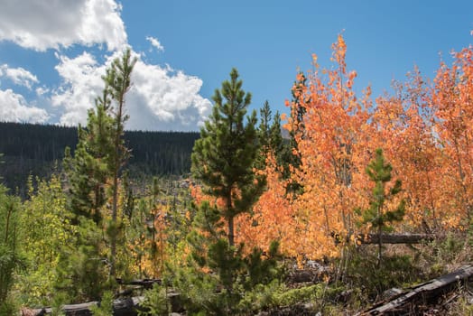 Colorful trees in autumn in the Rocky Mountain National Park, USA