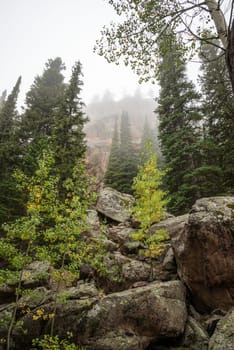 Firs growing in a rocky and steep mountainous landscape in the Rocky Mountains, USA