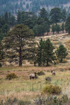 deers in the early evening grazing in the Rocky Mountains forest, USA