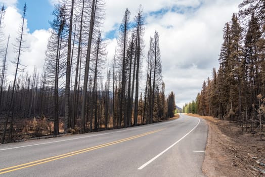 Highway leading through a burned forest in the Yellowstone National Park, USA