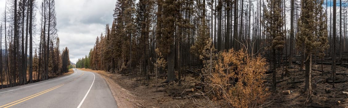 Highway leading through a burned forest in the Yellowstone National Park, USA