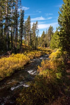 A small river flowing through the autumnal forest of the Yellowstone NP, USA