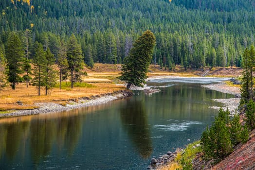 A big tree leaning towards the river crossing the Yellowstone National Park, USA