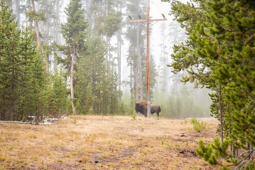 A buffalo staying lonely in the forest of Yellowstone National Park, USA