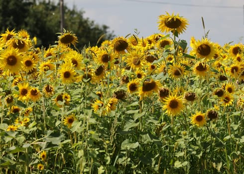 Yellow Sunflowers growing in a field. Natural sunflower background.