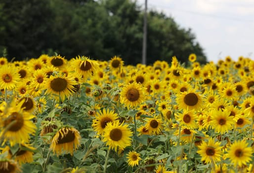 Yellow Sunflowers growing in a field. Natural sunflower background.