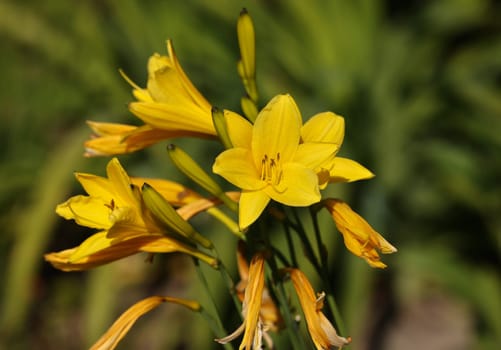 Yellow lily in the summer garden. Close-up of lily flowers.