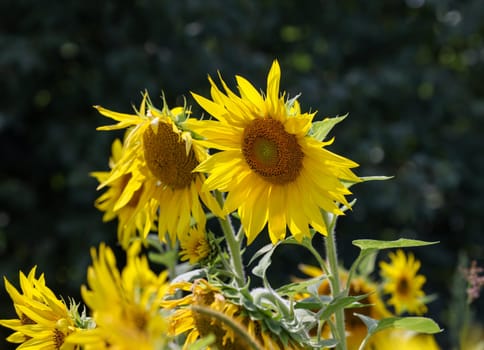 Yellow Sunflowers growing in a field. Natural sunflower background.