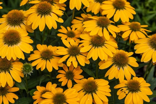 Flowers of  Echinacea - an herb stimulating the immune system