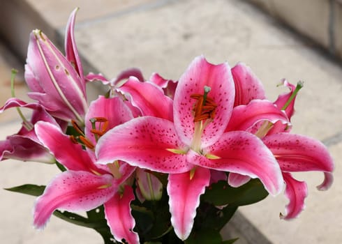 Red lily in the summer garden. Close-up of lily flowers.