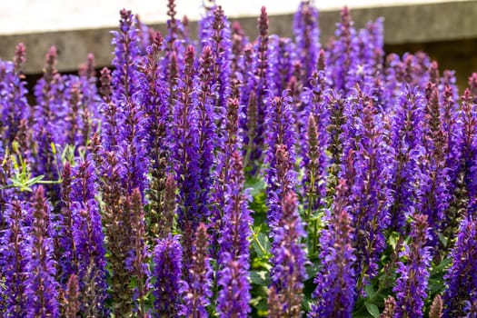 Salvia Nemorosa plant with purple flowers in a garden. Salvia Nemorosa in bloom.