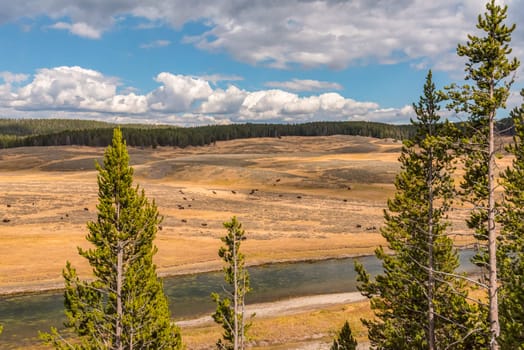 A buffalo herd grazing in the Hayden valley of Yellowstone NP, USA