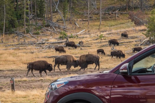 Two buffalos fighting in the Yellowstone National Park, USA