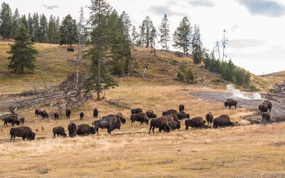 A buffalo herd grazing in the Yellowstone National Park, USA