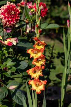 Gladiola and peonies blooming in the summer in the garden