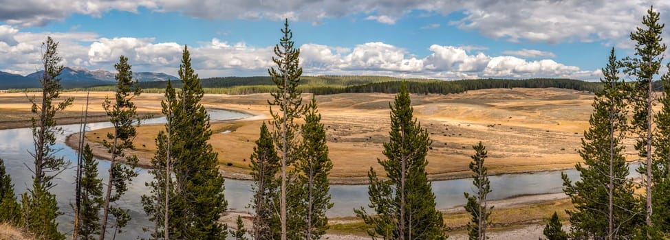 A buffalo herd grazing in the Hayden valley of Yellowstone NP, USA