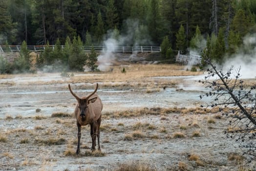A lonely mule deer grazing in between a mud pot field in the Yellowstone NP, USA