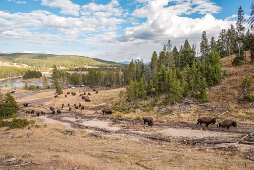A buffalo herd grazing in the Yellowstone National Park, USA