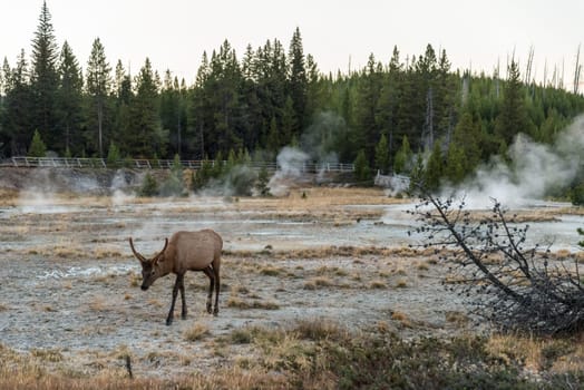 A lonely mule deer grazing in between a mud pot field in the Yellowstone NP, USA