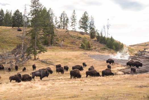 A buffalo herd grazing in the Yellowstone National Park, USA