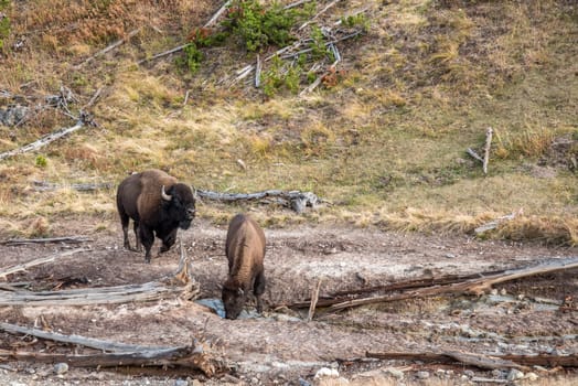 A buffalo herd grazing in the Yellowstone National Park, USA