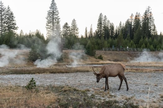 A lonely mule deer grazing in between a mud pot field in the Yellowstone NP, USA