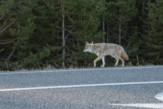 A coyote roaming lonely along a highway in the Yellowstone National Park, USA