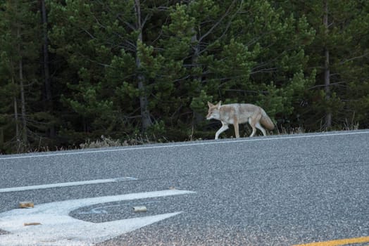 A coyote roaming lonely along a highway in the Yellowstone National Park, USA
