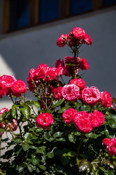 Red Roses on the Branch in the Garden