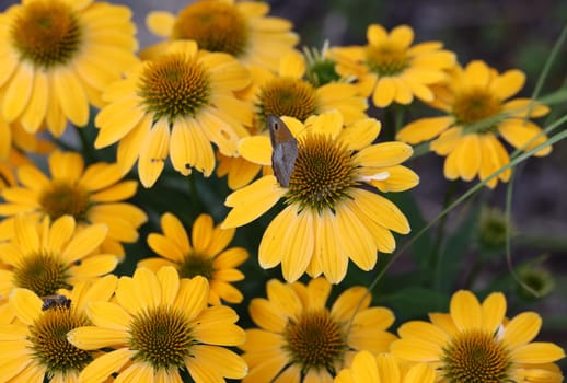 Flowers of  Echinacea - an herb stimulating the immune system