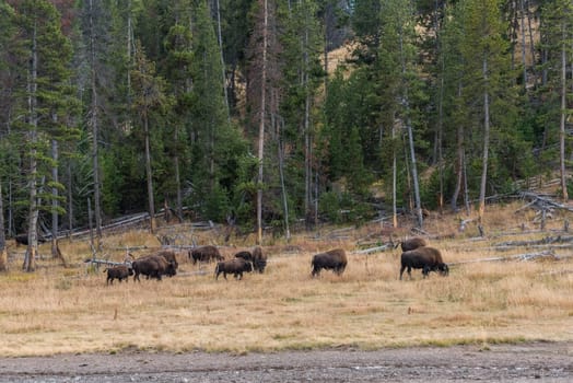 A buffalo herd grazing in the Yellowstone National Park, USA